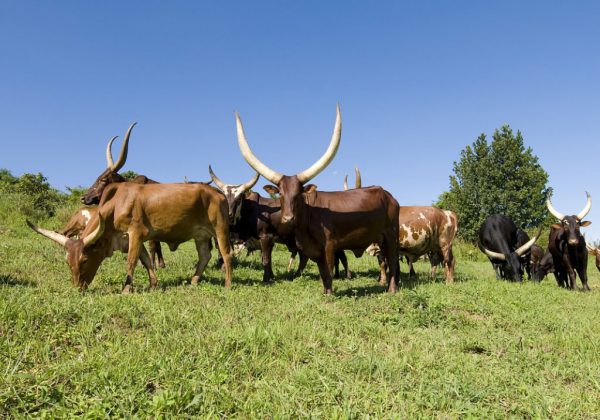 BIODIVERSITY BASELINE IN WESTERN UGANDA